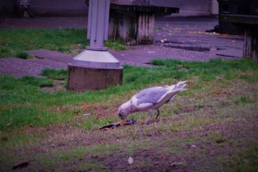 【予防接種を考える part.2】ワクチン接種第~2回目・3回目 そしてコロナワクチンへの意思決定は？