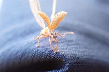 【予防接種を考える part.3】ワクチン接種~第4回目