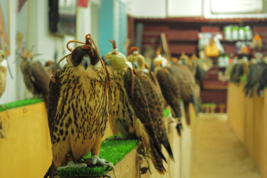 【State of Qatar episode 3】Doha 徘徊日記　ファルコンスークのハヤブサ達