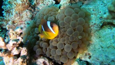 【Hashemite Kingdom of Jordan episode 3】紅海でダイブ