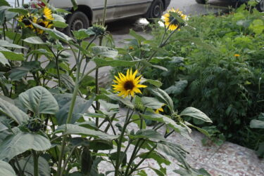 【The Islamic Republic of Iran episode2】アフワーズの街から