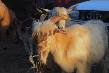 【Kyrgyz Republic episode 13】Karakol;カラコルのアニマルマーケットをチラ見して、出国へ